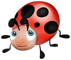 coccinelle 1